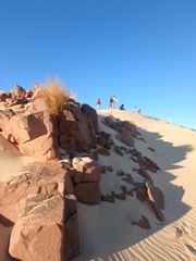 Stipagrostis ciliata