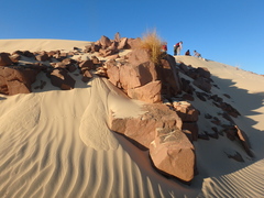 Stipagrostis ciliata