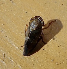Drabescus