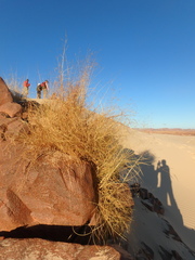 Stipagrostis ciliata