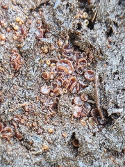 Ascomycota