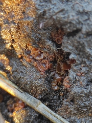 Ascomycota