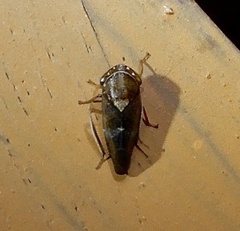 Drabescus