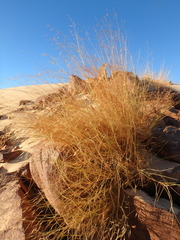 Stipagrostis ciliata