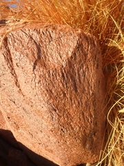 Stipagrostis ciliata