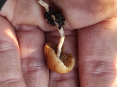 Agaricales