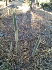 Nyctocereus serpentinus