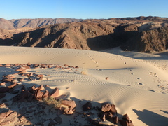 Stipagrostis ciliata