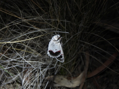 Crypsiphona tasmanica