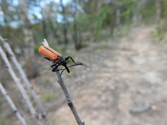 Rhinotia haemoptera