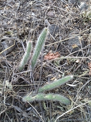 Nyctocereus serpentinus