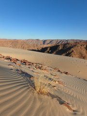 Stipagrostis ciliata