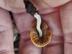 Agaricales