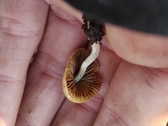 Agaricales