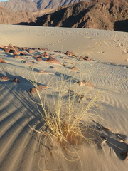 Stipagrostis ciliata