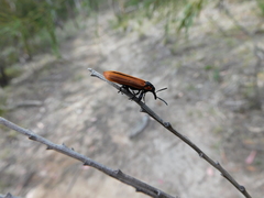 Rhinotia haemoptera