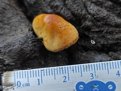 Agaricales