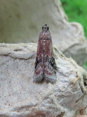 Euzophera semifuneralis