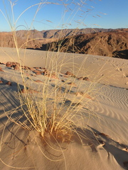 Stipagrostis ciliata