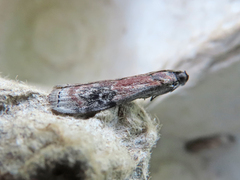 Euzophera semifuneralis