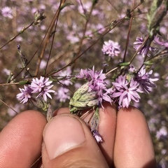 Lessingia leptoclada
