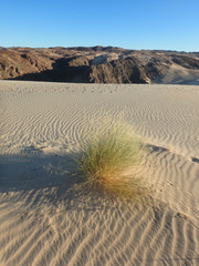 Stipagrostis ciliata