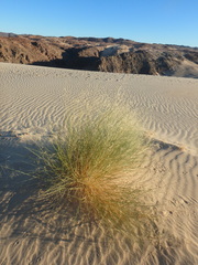 Stipagrostis ciliata