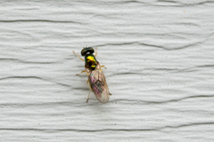 Cephalochrysa canadensis