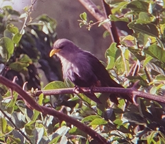 Ceuthmochares australis
