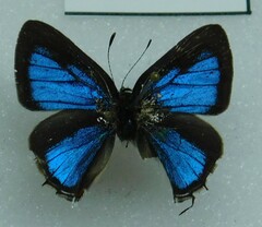 Lycaenidae