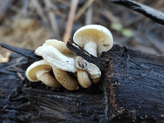 Lentinus tigrinus