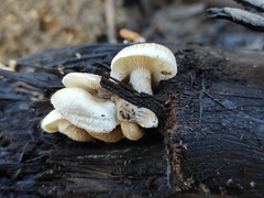 Lentinus tigrinus