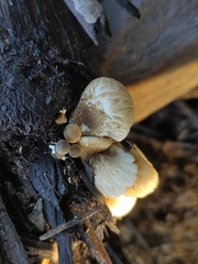Lentinus tigrinus