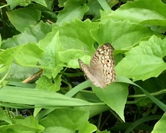 Junonia atlites atlites