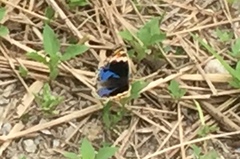 Junonia orithya wallacei
