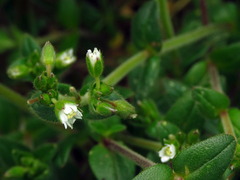 Cerastium