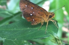 Iambrix salsala salsala