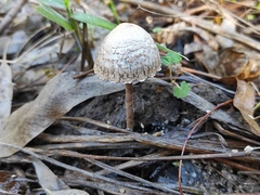 Panaeolus papilionaceus