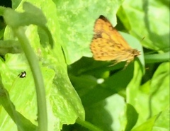 Ampittia dioscorides camertes