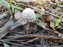 Panaeolus papilionaceus