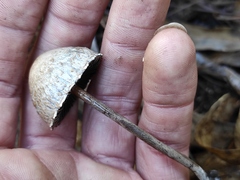 Panaeolus papilionaceus