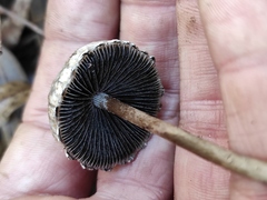 Panaeolus papilionaceus