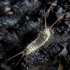 Allacrotelsa spinulata