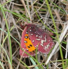 Aloeides penningtoni