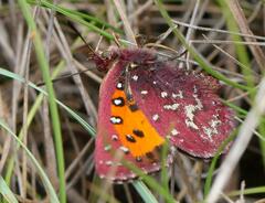 Aloeides penningtoni
