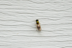 Cephalochrysa canadensis