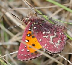 Aloeides penningtoni