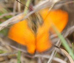 Aloeides penningtoni