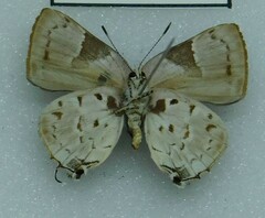Lycaenidae