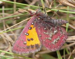 Aloeides penningtoni